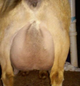 2015 udder 1