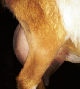 2015 udder 2