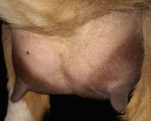 2015 udder 3