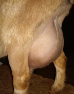 2015 udder 4