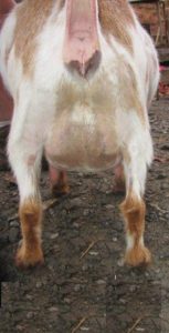 ff udder 1 mo 12 hr